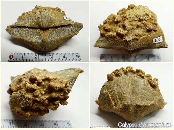 Neospirifer, Aulopora, Aulopora macrostoma, Spiriferida, обрастание, Trigonotretidae, Neospirifer cameratus, encrustation of brachiopods, Epizoans