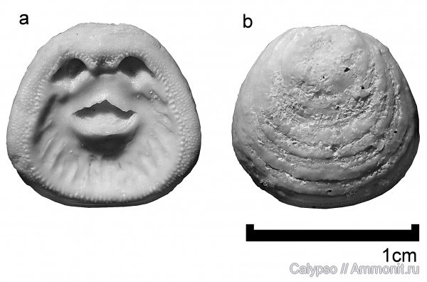 Craniida, Crania, Crania craniolaris