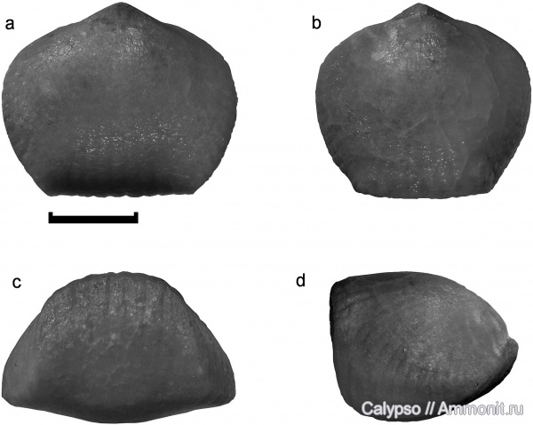 Rhynchonellida, Uchtella, Hypothyridinidae, Uchtella semilukiana