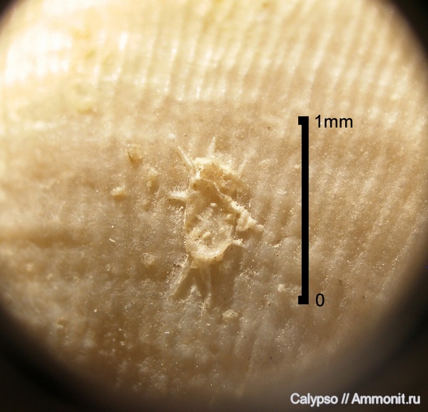 Productida, Epizoans, брахиоподы в неанической стадии развития, Productida-Epizoans