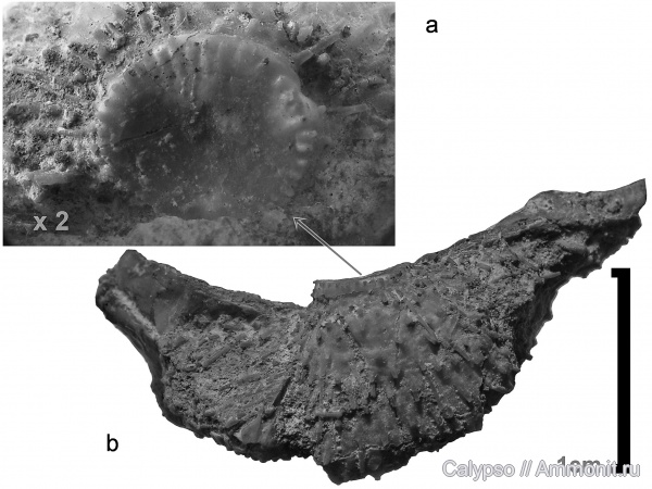 Productida, Aulosteges, Aulosteges horrescens, Aulostegidae