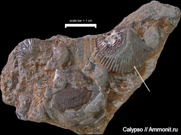 Orthida, Cyrtonotella, Nanorthidae, Cyrtonotella kuckersiana