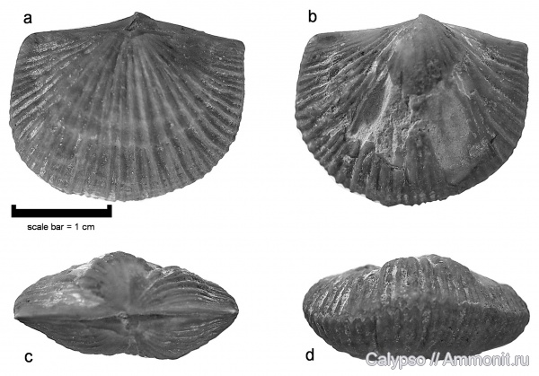 ?, Orthida