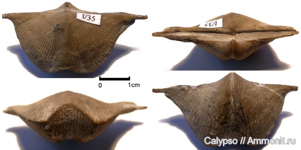 Cyrtospirifer, Spiriferida, Cyrtospiriferidae, Cyrtospirifer vjacheslavi