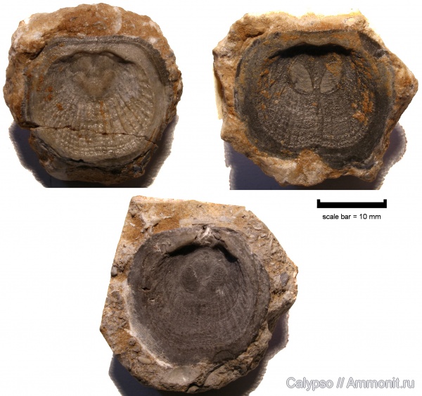 Craniida, Orthisocrania, orthisocrania planissima, Craniata