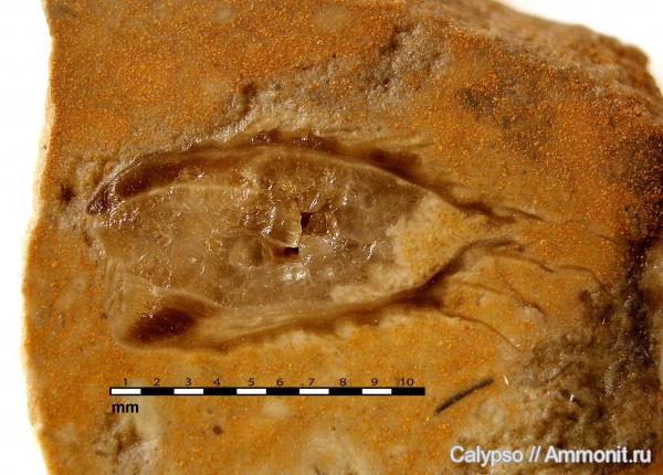 Billingsellida, Clitambonites, Strophomenata, Clitambonitidae