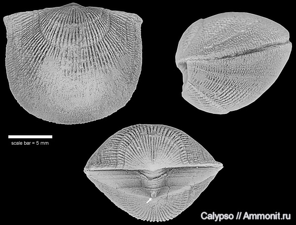 ?, Billingsellida, Clitambonitidina, Clitambonitidae, Clitambonitoidea