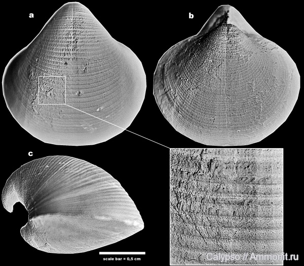 Spiriferida, Phricodothyris, Elythidae, Phricodothyris pyriformis