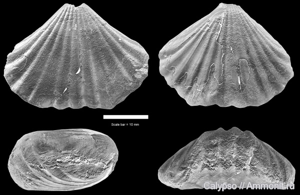 Rhynchonellida, Septacamera, Tetracameridae, Septacamera kutorgae