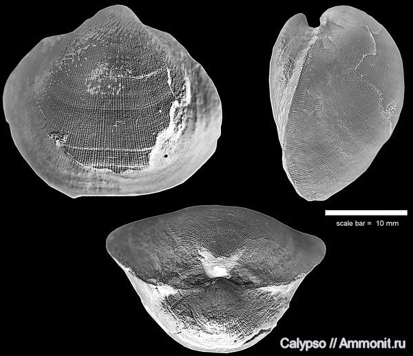 Orthotichia, Orthida, Schizophoriidae, Orthotichia morganiana, Enteletoidea