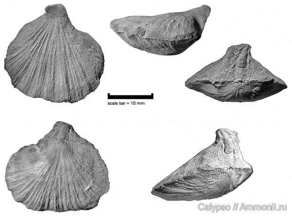 Orthotetida, Strophomenata, Schuchertellidae, Streptorhynchinae