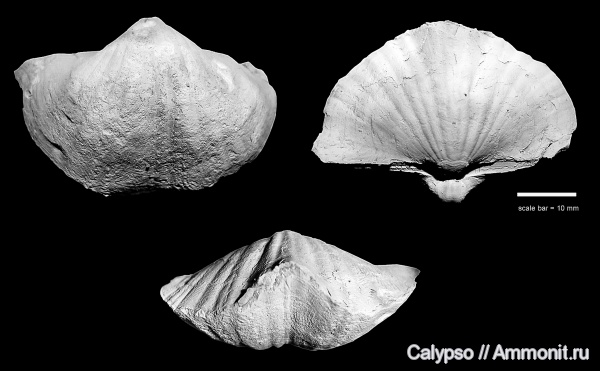 Choristitidae, Angiospiriferinae, Elinoria, Elinoria rectangula