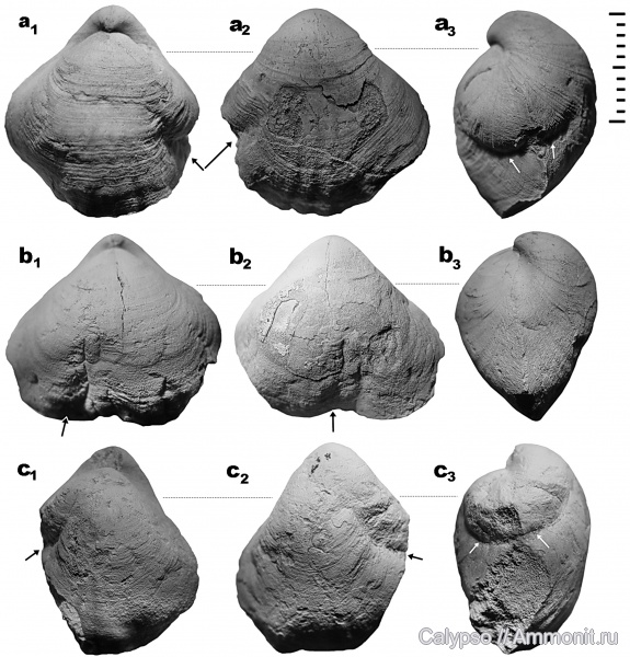 прижизненные повреждения, Stenoscisma, Rhynchonellida, Stenoscismatidae, Stenoscisma crumena, Прижизненные повреждения брахиопод