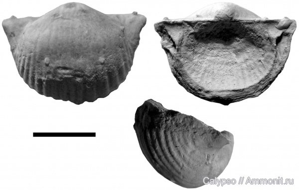 Productida, Marginifera, Productidina, Marginifera timanica, Productoidea, Marginiferidae