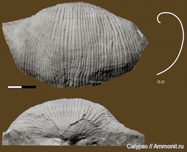 Productida, Semiplanidae, Latiproductus, Latiproductus latissimus