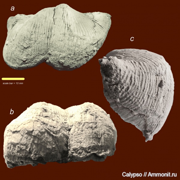 Productida, Yakovlevia, Yakovleviidae, Yakovlevia duplex