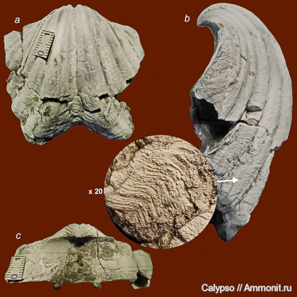 Spiriferida, Spiriferella, Spiriferellinae, Spiriferellidae, Spiriferella gigantea