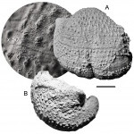 Krotovia tundrae (Fredericks, 1926)