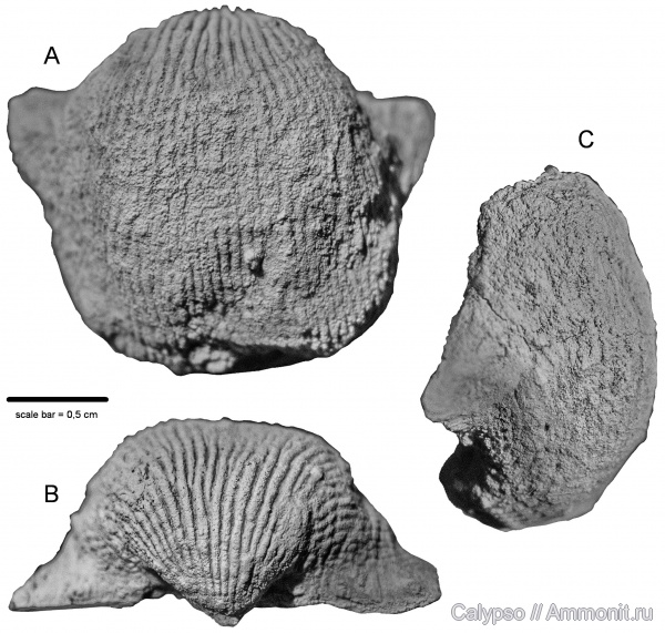 Productida, Linoproductidae, Anidathinae, Megousia, megousia kulikii