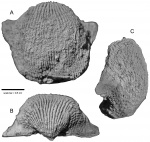 Megousia kulikii (Fredericks, 1915)