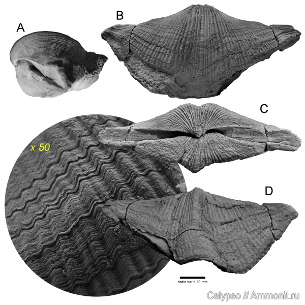 Spiriferida, Trigonotretidae, Kaninospiriferidae, Gypospiriferinae, Gypospirifer, Gypospirifer condor