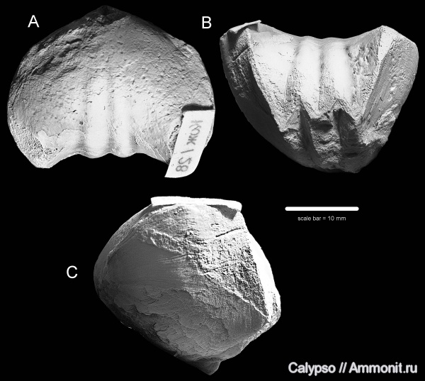 Rhynchonellida, Pugnacidae, Rhynoleichus, Petasmariidae