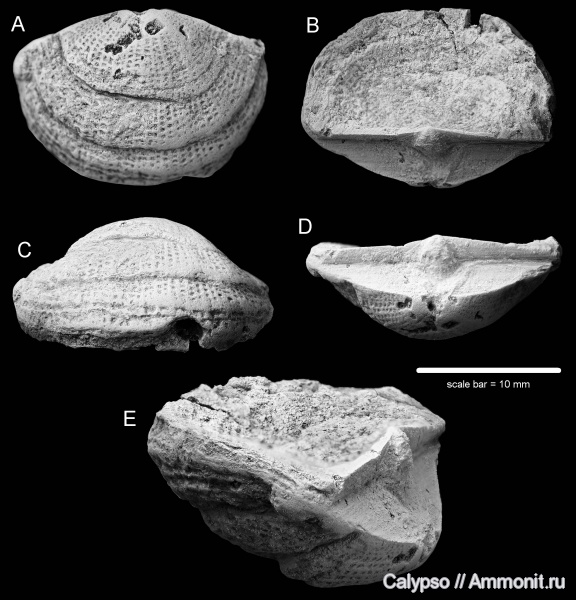 Billingsellida, Clitambonitidina, Strophomenata, Clitambonitidae, Clitambonitoidea, Lacunarites, Lacunarites ilmatar, Уступ нарастания