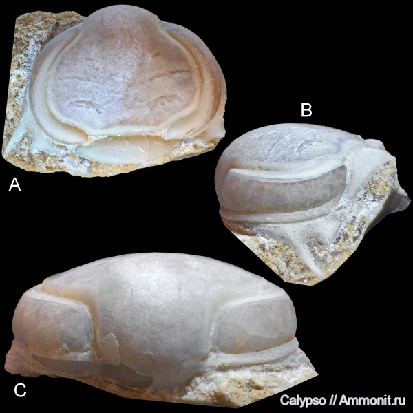 Asaphida, asaphoidea, Remopleurides, Remopleurididae, remopleurides elongatus