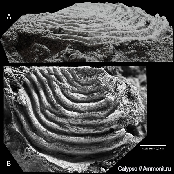 Strophomenida, leptaena, Rafinesquinidae, Leptaeninae, Leptaena  juvenilis