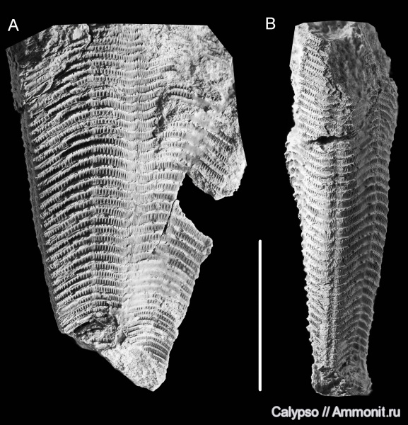 Cnidaria, конулярии, Conularia, Scyphozoa, Conulariidae, Conulata, Conulariinae