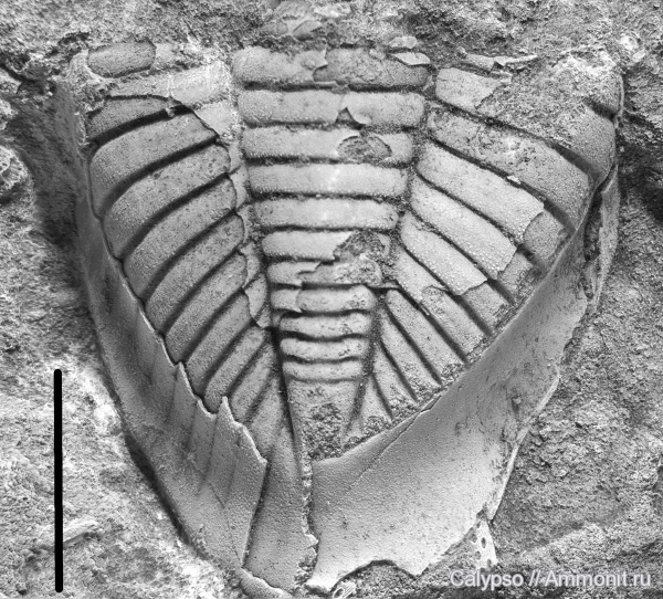 Phacopida, achatella, Pterygometopidae, Phacopina, Achatella (Vironiaspis) kuckersiana