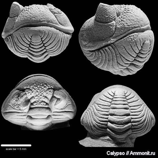 Estoniops, препарирование, Phacopida, Pterygometopidae, Phacopina, Estoniops exilis