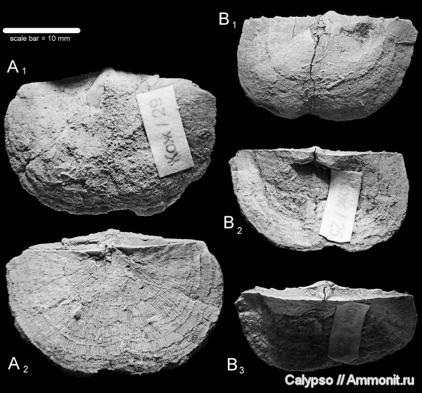 Neochonetes, Chonetida, Rugosochonetidae, Chonetacea, Chonetidina, Neochonetes granulifer