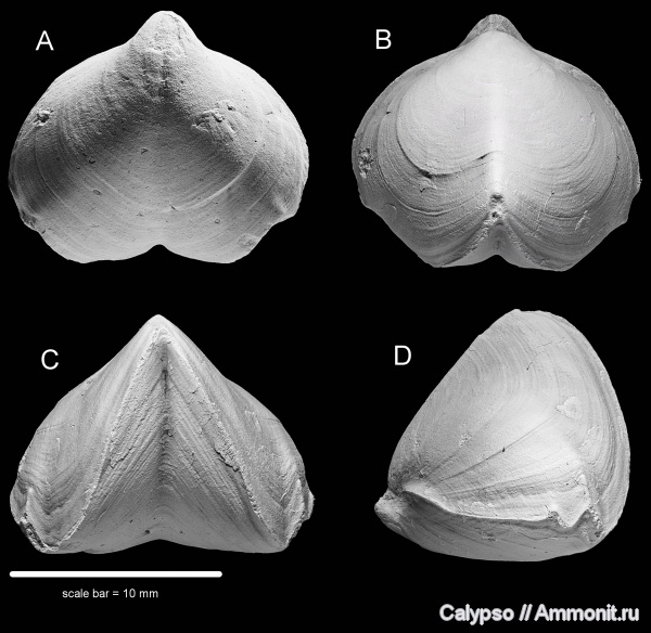 Rhynchonellida, Stenoscismatoidea, Psilocamaridae, Psilocamara, Psilocamara sella