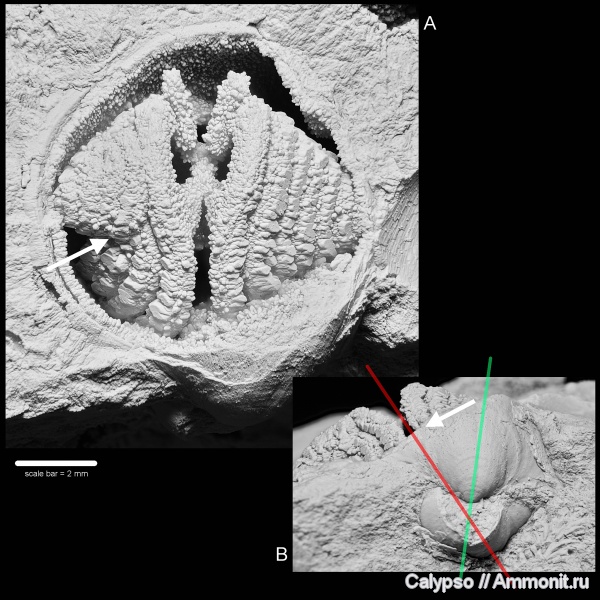 Athyridida, Cleiothyridina, Cleiothyridina pectinifera, brachiopod lophophore, Cleothyridininae