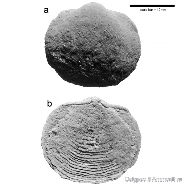 Productida, Monticuliferidae, Devonoproductinae, Devonoproductus, Devonoproductus karasikae