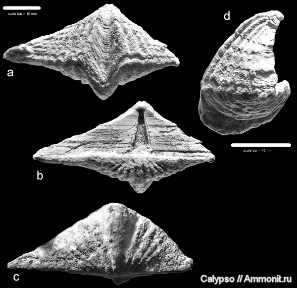 Laioporella, Spiriferida, Spiriferinida, Laioporella modesta, Уступ нарастания, Pennospiriferinidae, Punctospirellinae