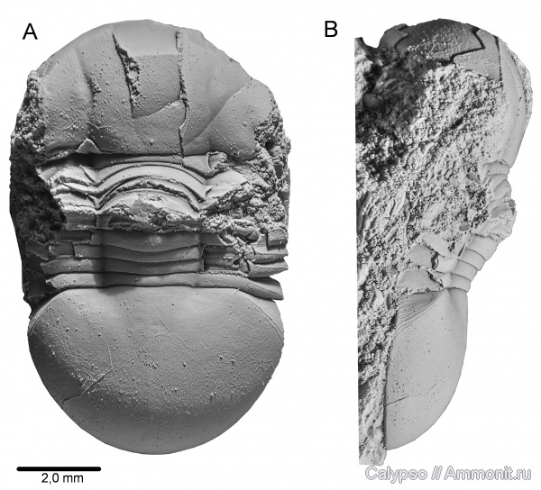 Illaenus, ?, Illaenus oblongatus, Illaenina, Illaenidae, Corynexochida, Illaenus oblongatus kukersianus