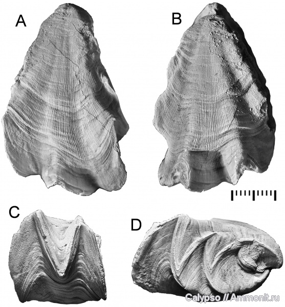 Rhynchonellida, Rhynchotetradidae, Goniophoria, Goniophoria monstrosa