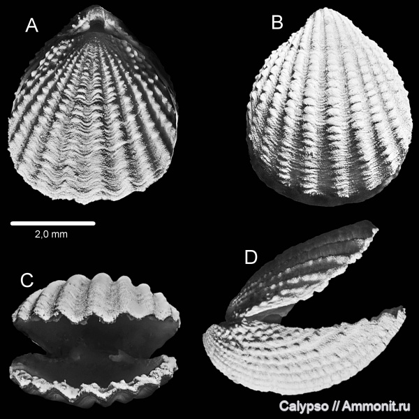 Terebratulida, Terebratulidina, Cancellothyroidea, Chlidonophoridae, Gisilina