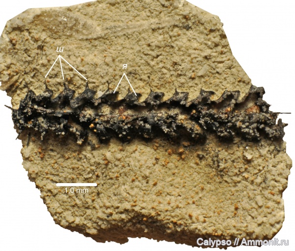 Graptolithina, Oepikograptus, Oepikograptus bekkeri