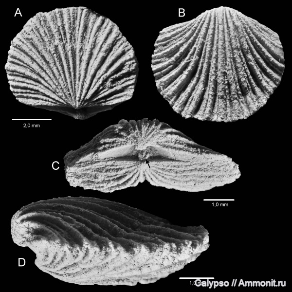 Orthida, paucicrura, Dalmanellidina, Dalmanellidae, Dalmanelloidea, Dalmanellinae, Paucicrura navis