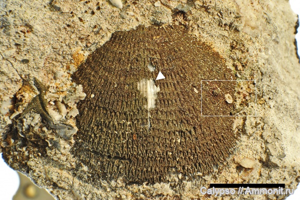 Billingsellida, Clitambonitidina, Clitambonitidae, Clitambonites squamatus, Clitambonitoidea