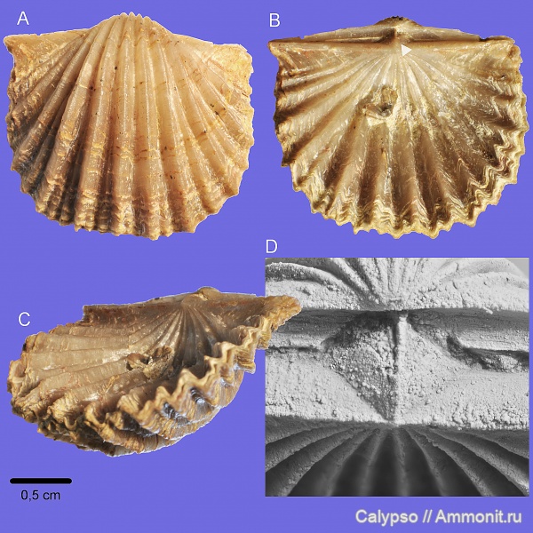 Orthida, Nicolella, Nicolella oswaldi, Orthidina, Productorthidae, Productorthinae, Orthoidea