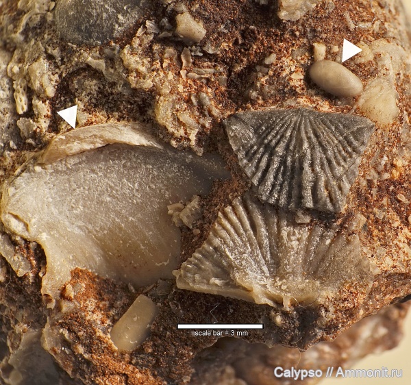 Ostracoda, Vellamo, Billingsellida, Arthropoda, Crustacea, Clitambonitidina, Clitambonitidae, Clitambonitoidea, Vellamo pyramidalis, Oligostraca