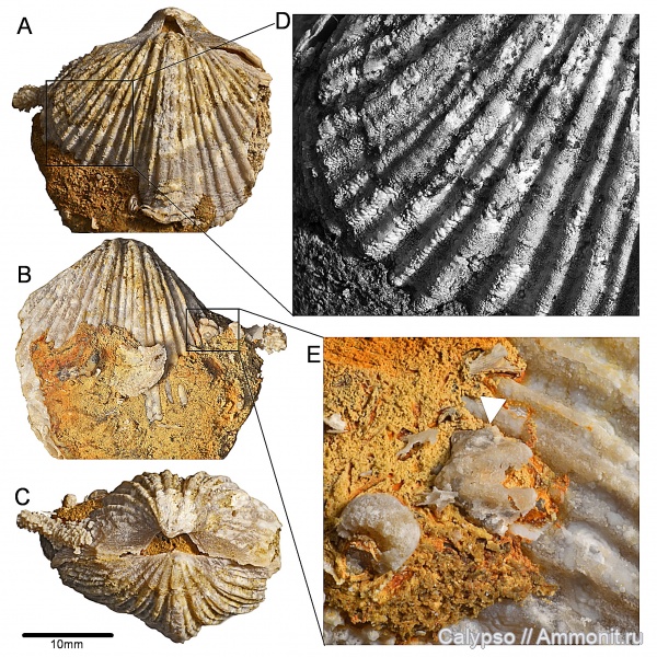 Spiriferida, Paeckelmanellidae, казанский ярус, Odontospirifer, Trigonotretidae, Blasispirifer, Blasispirifer blasii