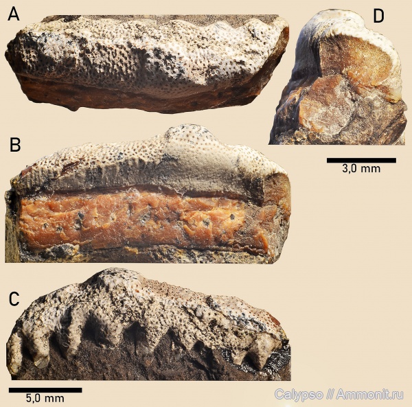 Chondrichthyes, Eugeneodontiformes, Campodus