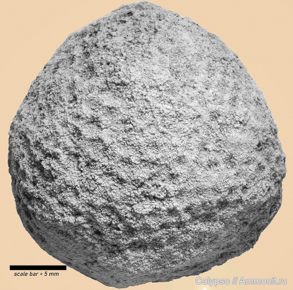 Receptaculitaphyceae, Chlorophyta, Siphonales, Cyclocrinales, Coelosphaeridiaceae, Coelosphaeridium, Coelosphaeridium kohtlaensis