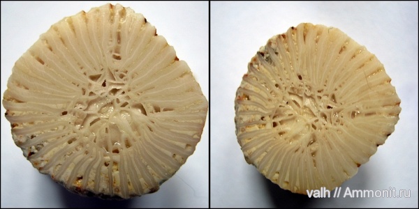 подольский горизонт, средний карбон, Rugosa, Timania