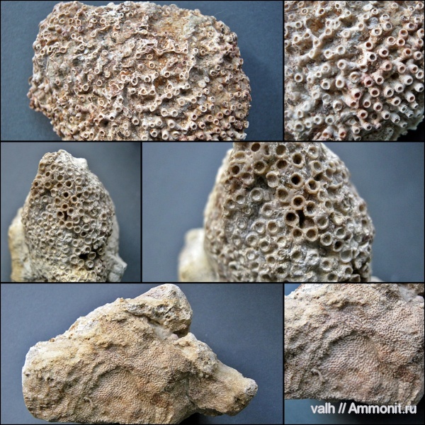 Syringopora, Tabulata, syringopora fragilis, Alveolites, mastopora compacta